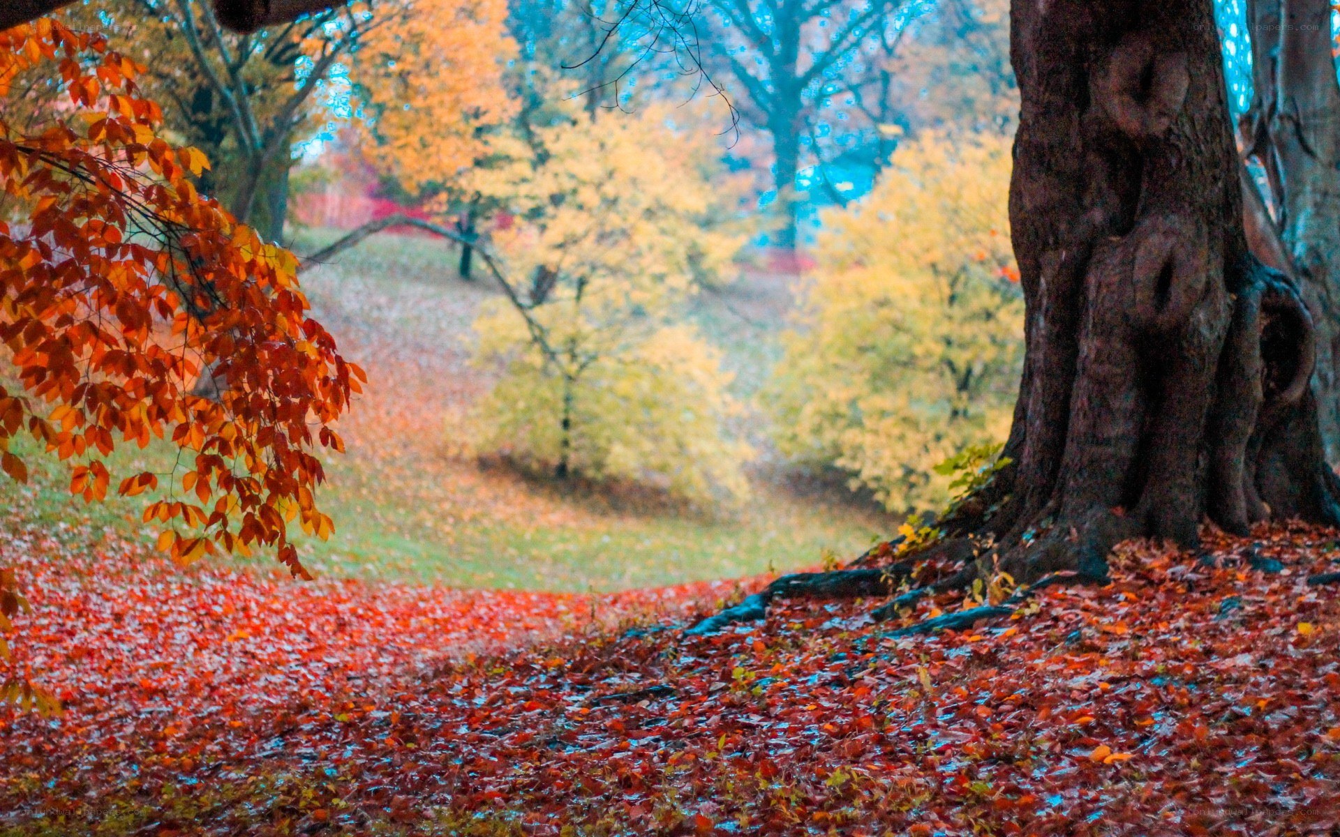 Autumn forest with fallen leaves