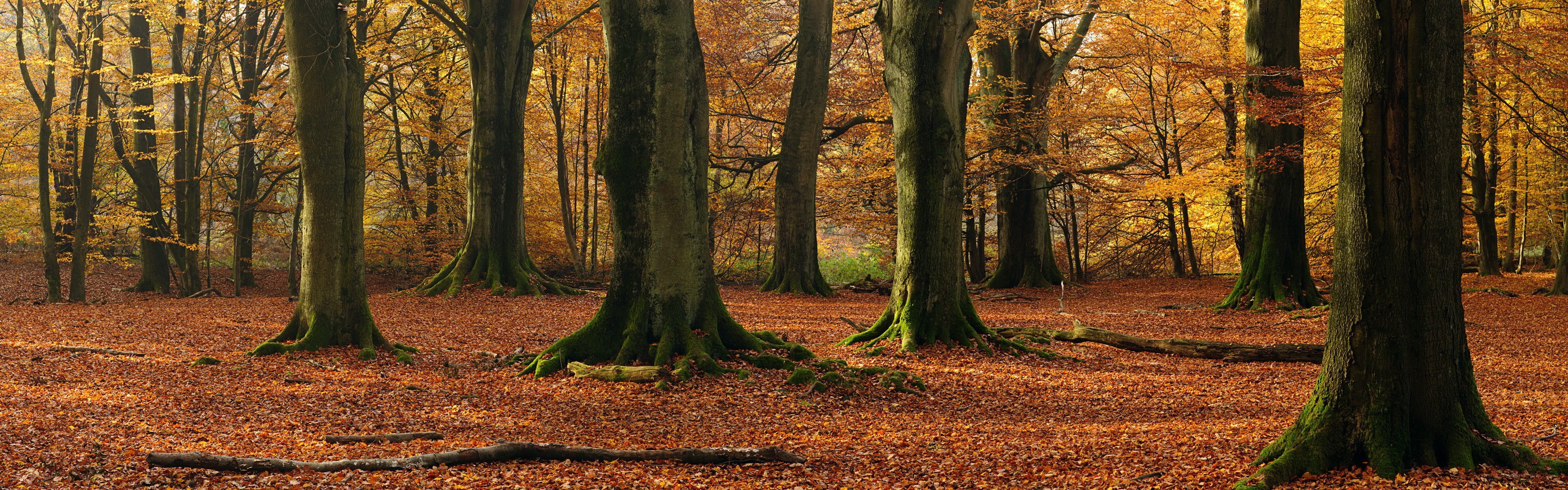 Autumn forest with fallen leaves