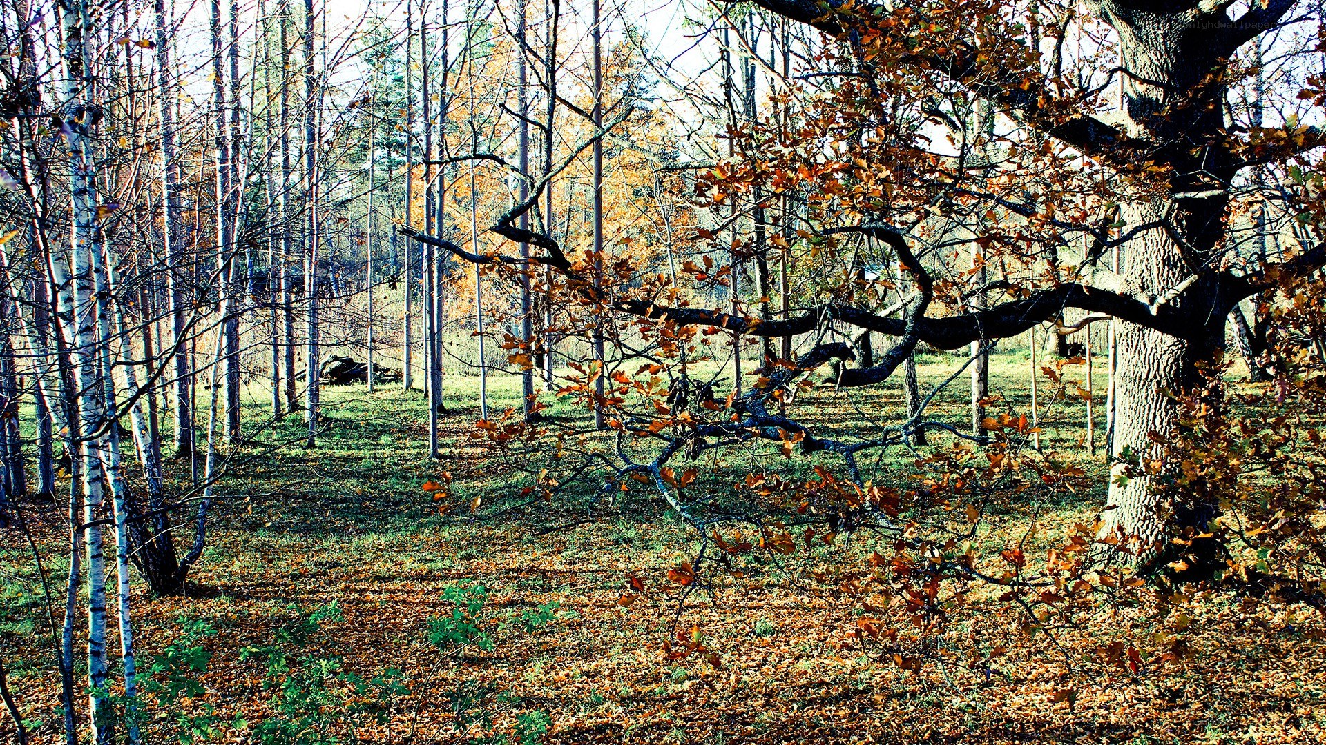 Autumn forest with fallen leaves