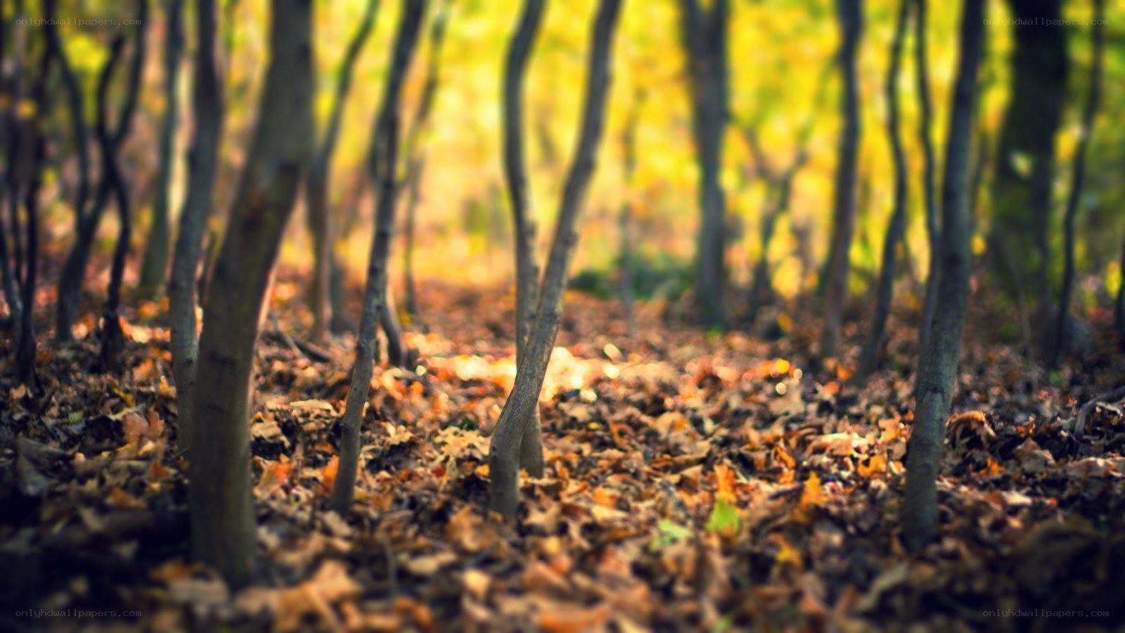 Autumn forest with fallen leaves