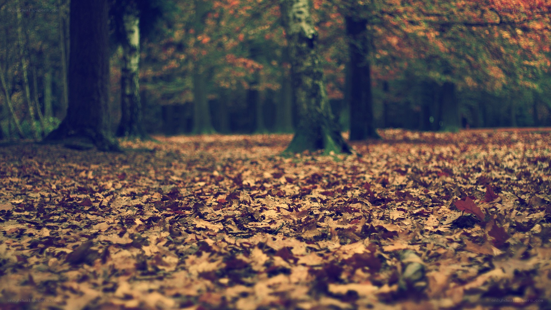Autumn forest with fallen leaves