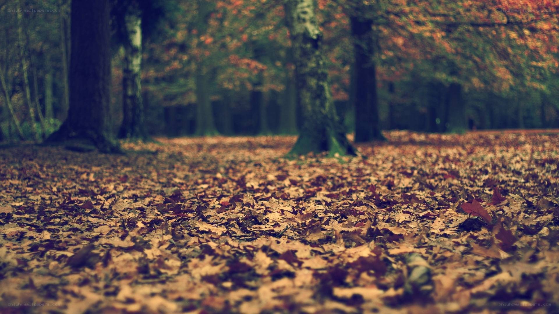 autumn forest with fallen leaves