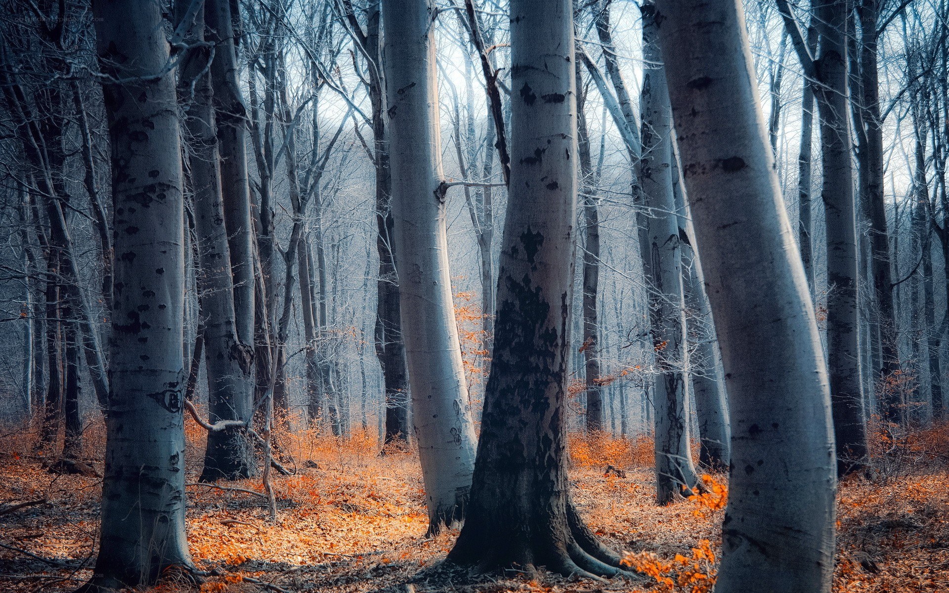 Autumn forest with fallen leaves
