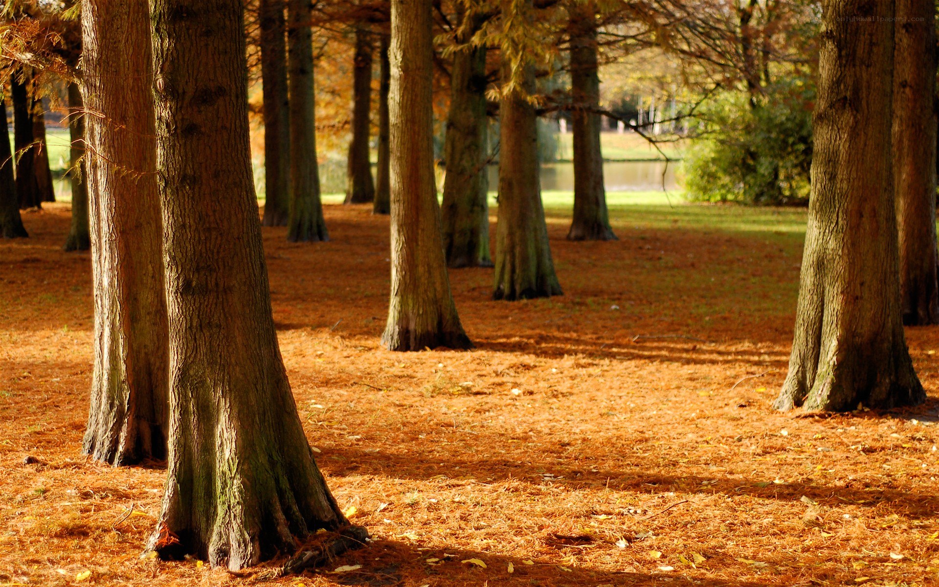 Autumn forest with fallen leaves