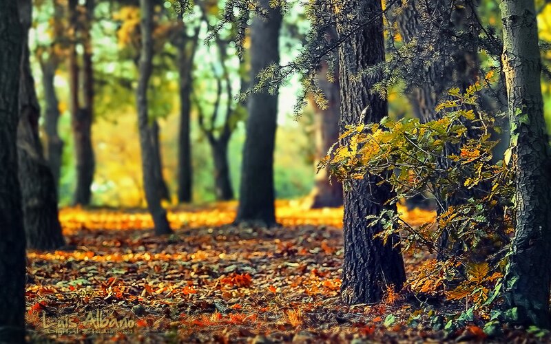 Autumn forest with fallen leaves