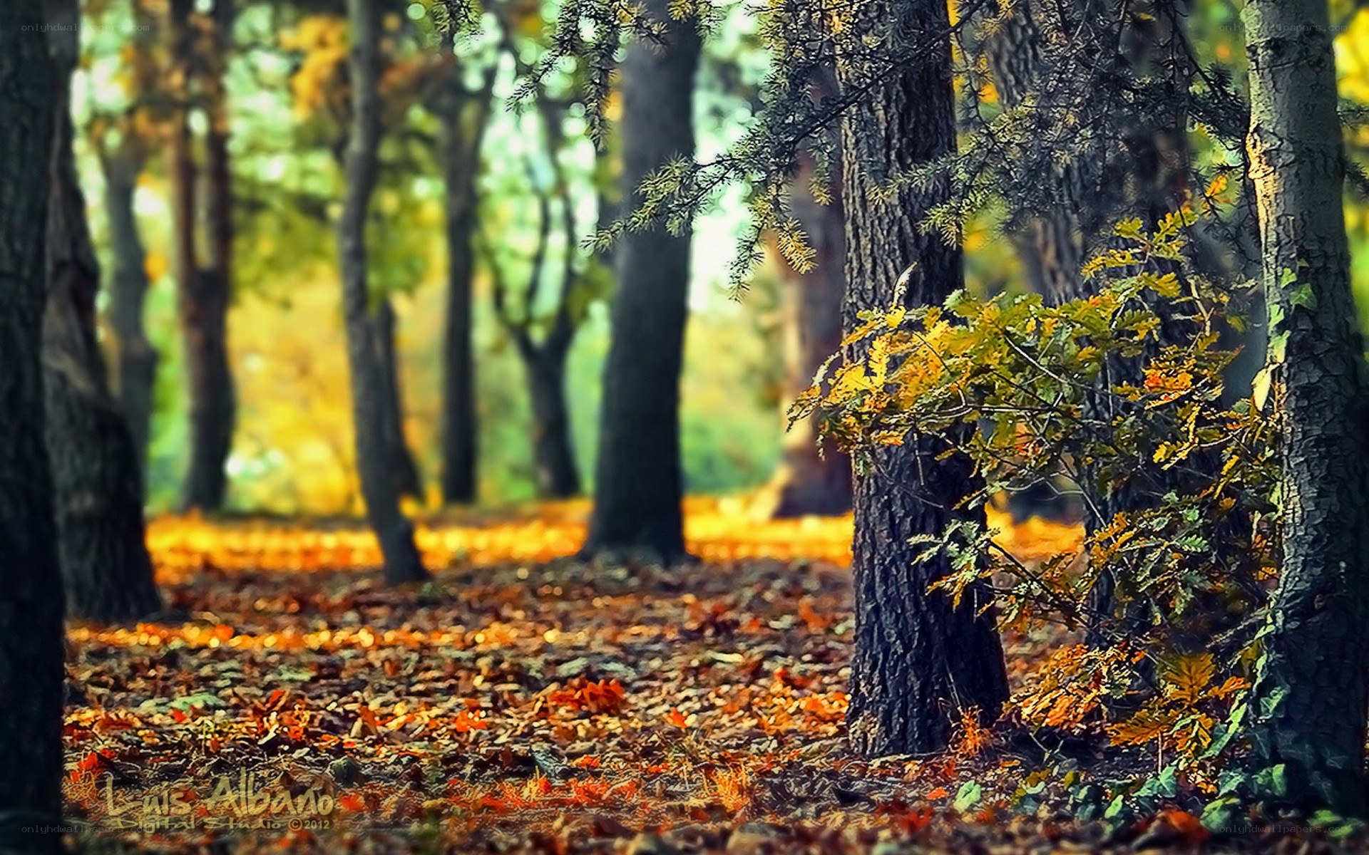 Autumn forest with fallen leaves