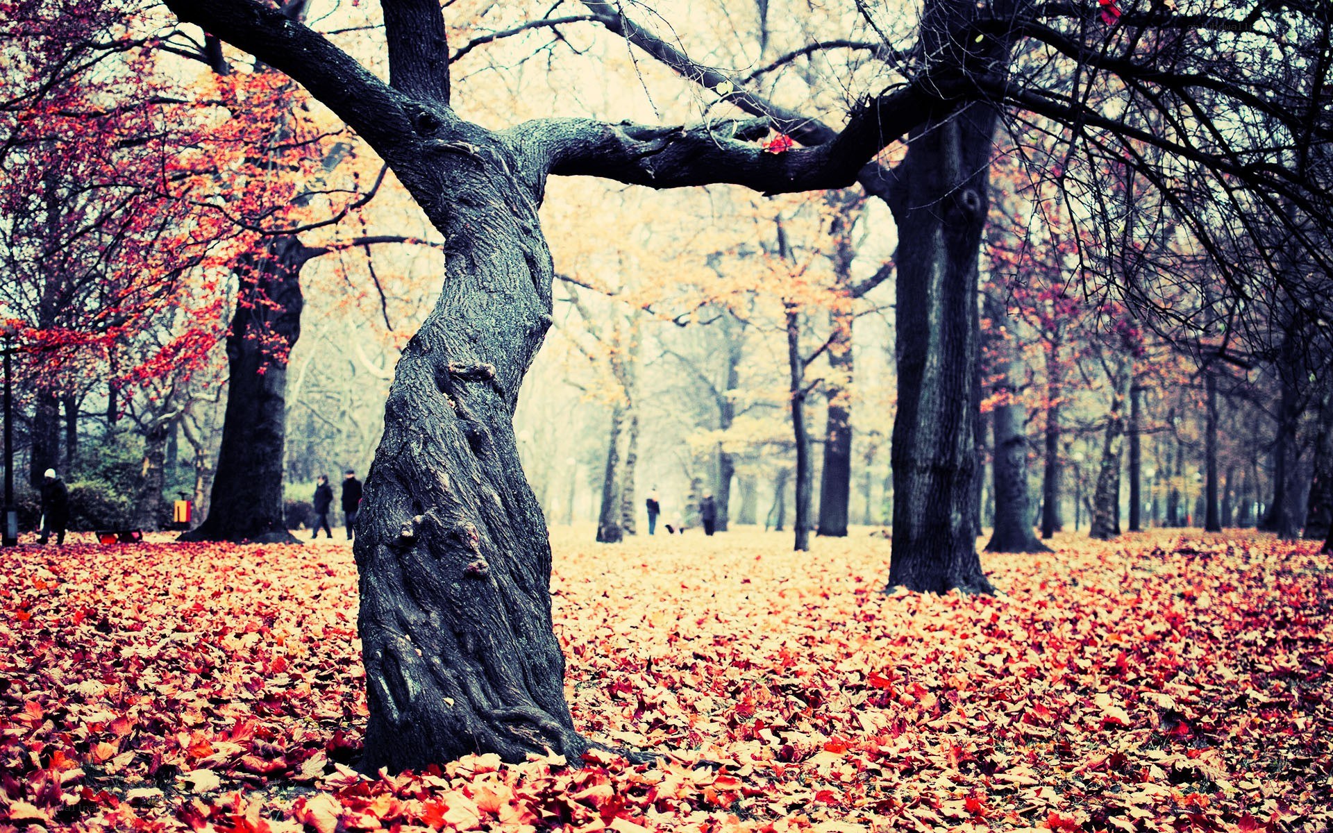 Autumn forest with fallen leaves