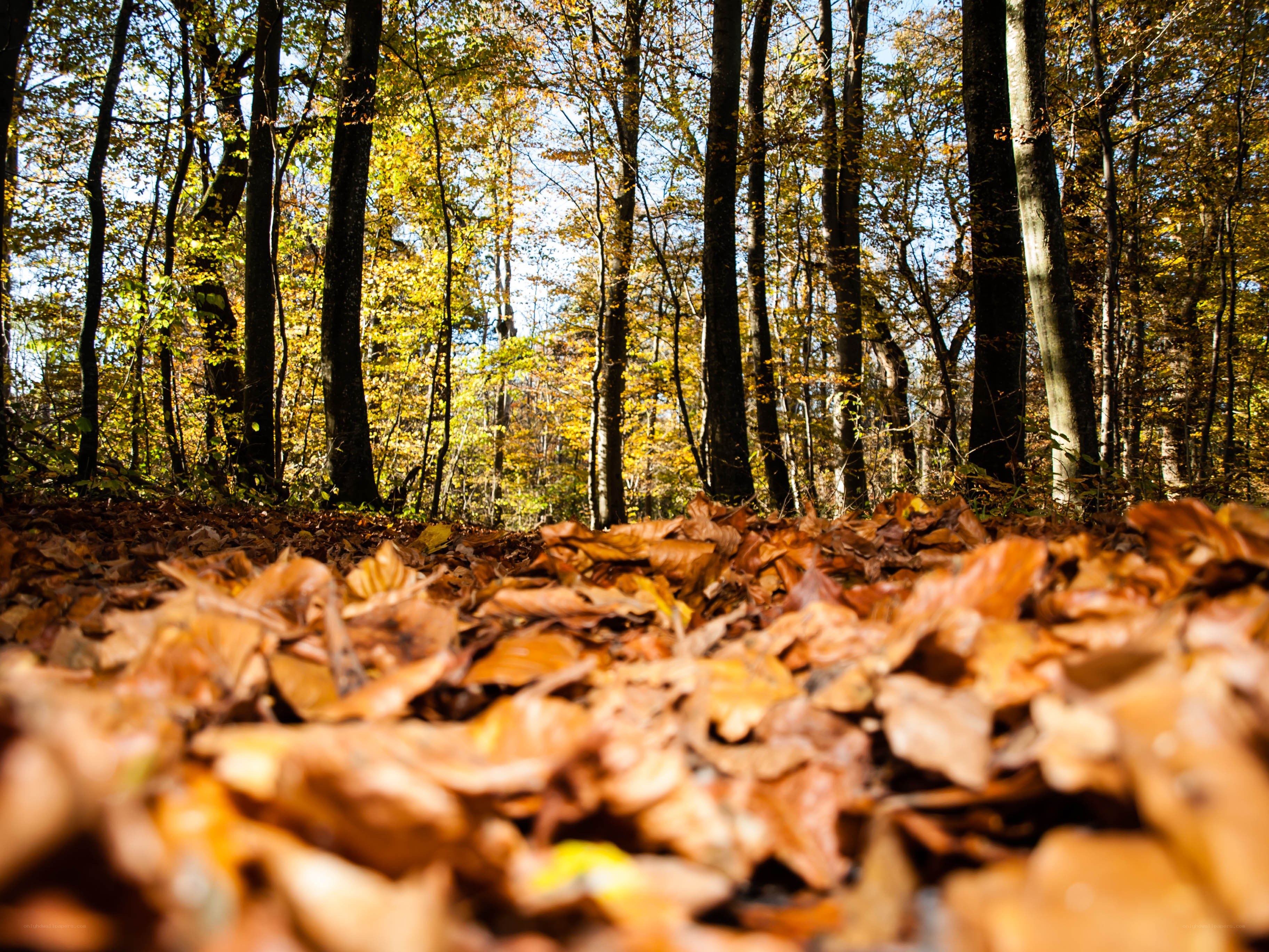 Autumn forest with fallen leaves
