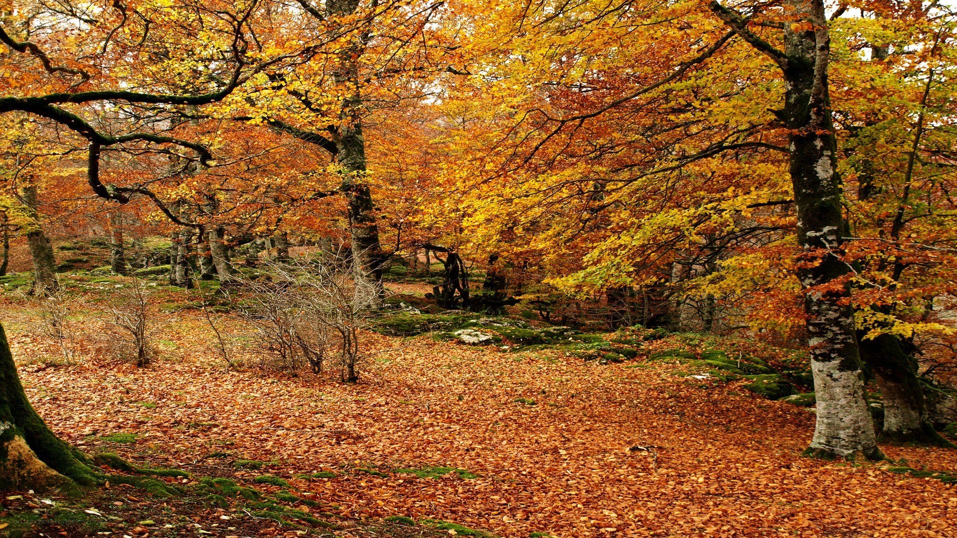Autumn forest with fallen leaves