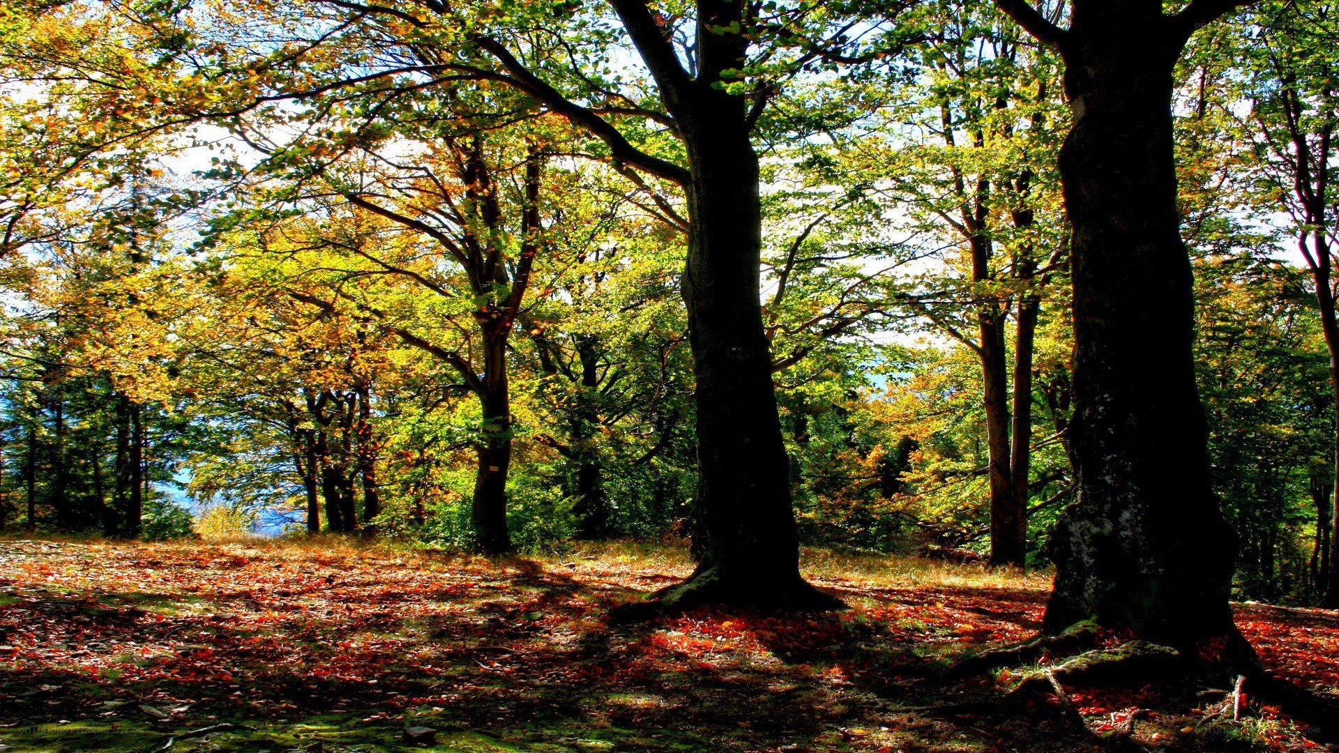 Autumn forest with fallen leaves
