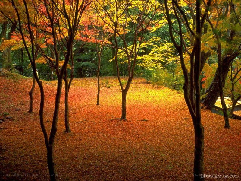 Autumn forest with fallen leaves