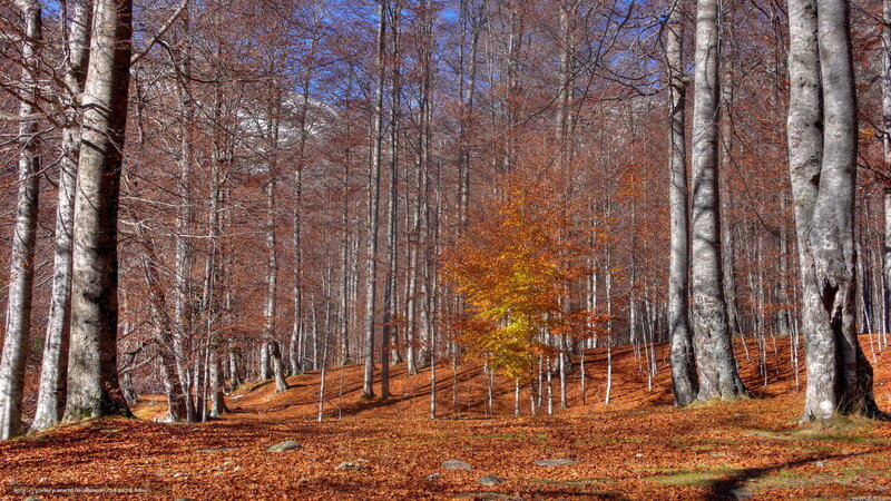 Autumn Forest with Fallen Leaves — Brown, Serene, Photograph