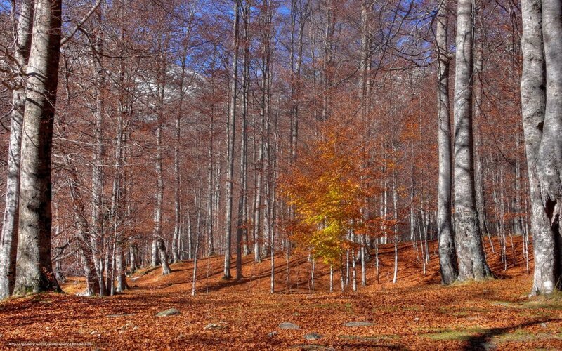 Autumn Forest with Fallen Leaves — Brown, Serene, Photograph, Trees