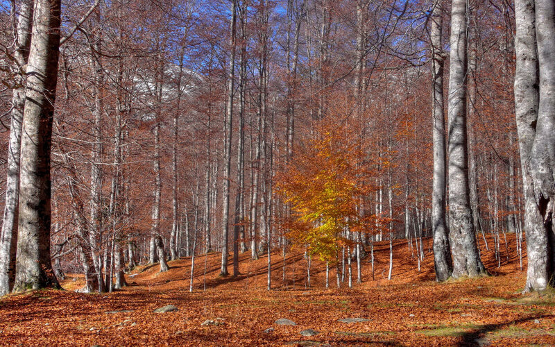 Autumn Forest with Fallen Leaves — Brown, Serene