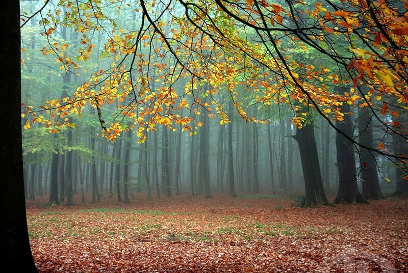 Autumn Forest with Fallen Leaves — Brown