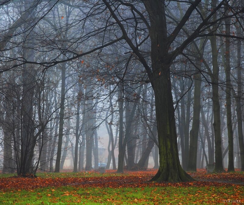 Autumn Forest with Fallen Leaves — Green, Misty