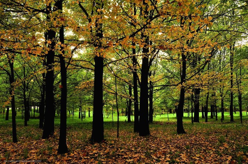 Autumn Forest with Fallen Leaves — Green, Serene, Photograph, Trees, Fallen Leaves