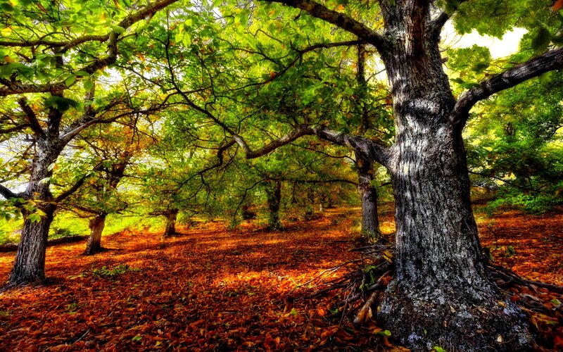 Autumn Forest with Fallen Leaves — Green, Serene