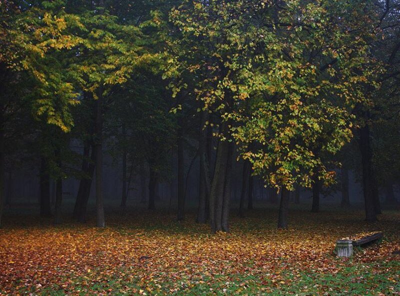 Autumn Forest with Fallen Leaves — Green
