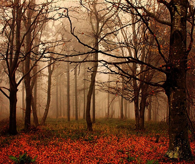Autumn Forest with Fallen Leaves — Orange, Misty, Photograph