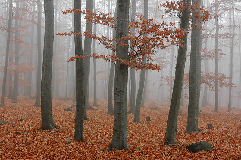 Autumn Forest with Fallen Leaves — Orange, Misty