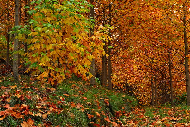 Autumn Forest with Fallen Leaves — Orange, Serene, Photograph
