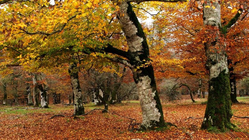 Autumn Forest with Fallen Leaves — Orange, Serene, Photograph, Trees, Fallen Leaves, Moss