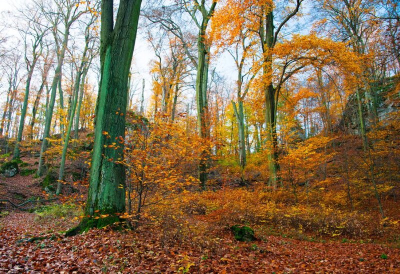 Autumn Forest with Fallen Leaves — Orange, Serene, Photograph, Trees, Fallen Leaves, Rocks