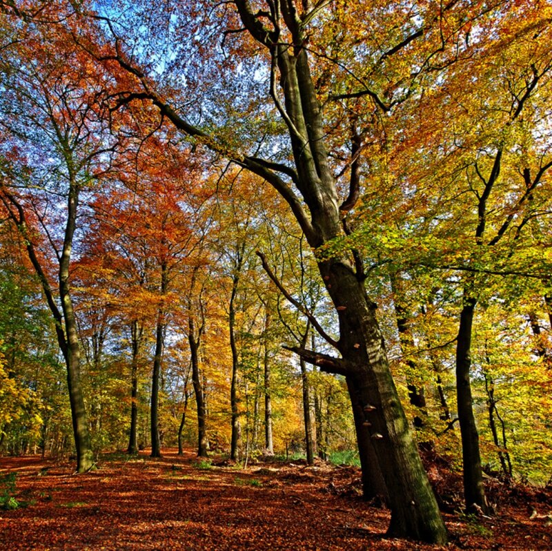 Autumn Forest with Fallen Leaves — Orange, Serene, Photograph, Trees, Fallen Leaves, Sky