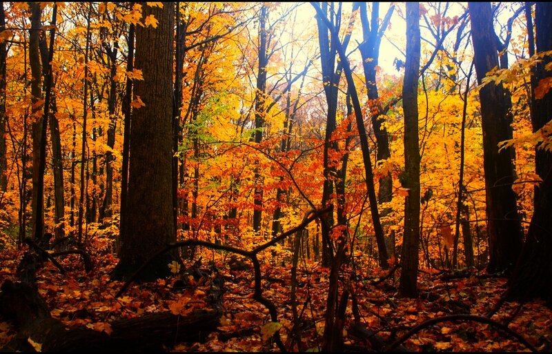 Autumn Forest with Fallen Leaves — Orange, Serene, Photograph, Trees, Fallen Leaves, Sunlight