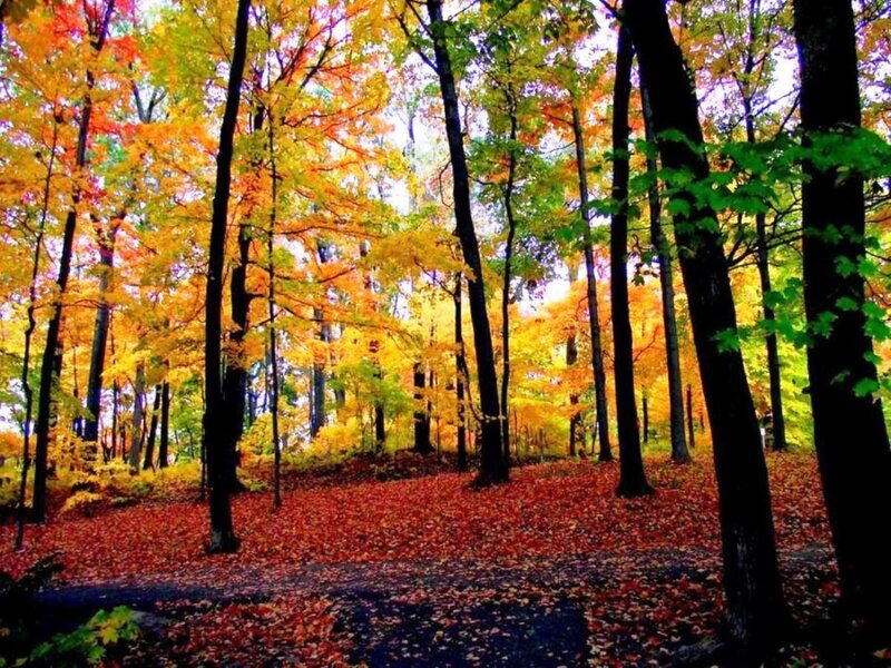 Autumn Forest with Fallen Leaves — Orange, Serene, Photograph, Trees, Fallen Leaves