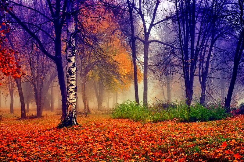 Autumn Forest with Fallen Leaves — Orange, Serene, Photograph, Trees, Fog, Birch Tree
