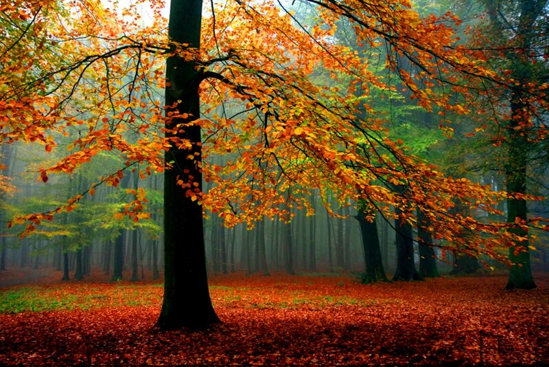 Autumn Forest with Fallen Leaves — Orange, Serene, Photograph, Trees, Fog