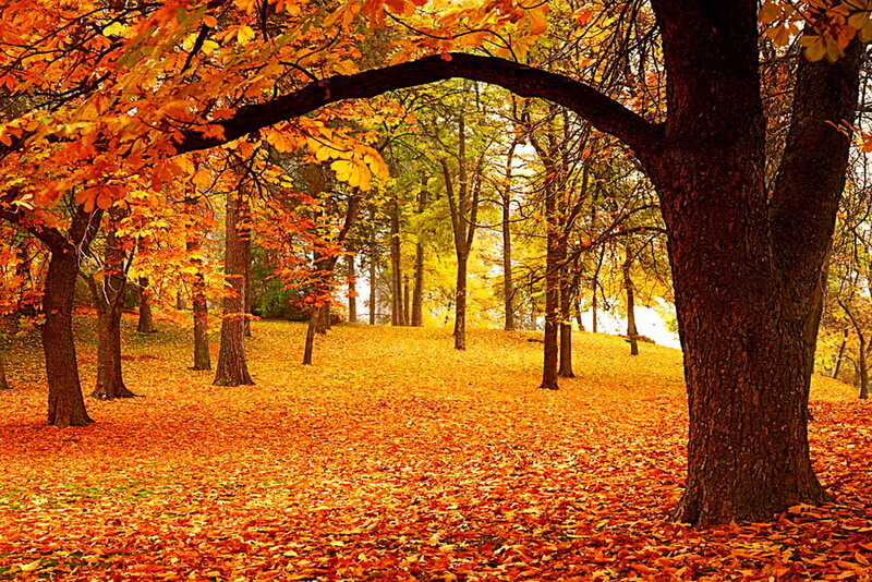 Autumn Forest with Fallen Leaves — Orange, Serene, Photograph, Trees, Ground Cover