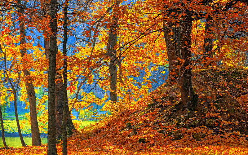 Autumn Forest with Fallen Leaves — Orange, Serene, Photograph, Trees, Hill, River