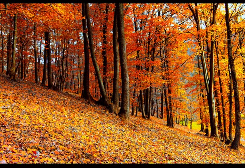 Autumn Forest with Fallen Leaves — Orange, Serene, Photograph, Trees, Hill