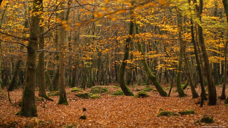 Autumn Forest with Fallen Leaves — Orange, Serene, Photograph, Trees, Moss, Fallen Leaves