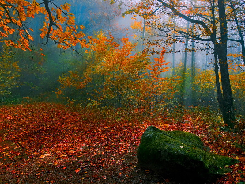 Autumn Forest with Fallen Leaves — Orange, Serene, Photograph, Trees, Mossy Rock
