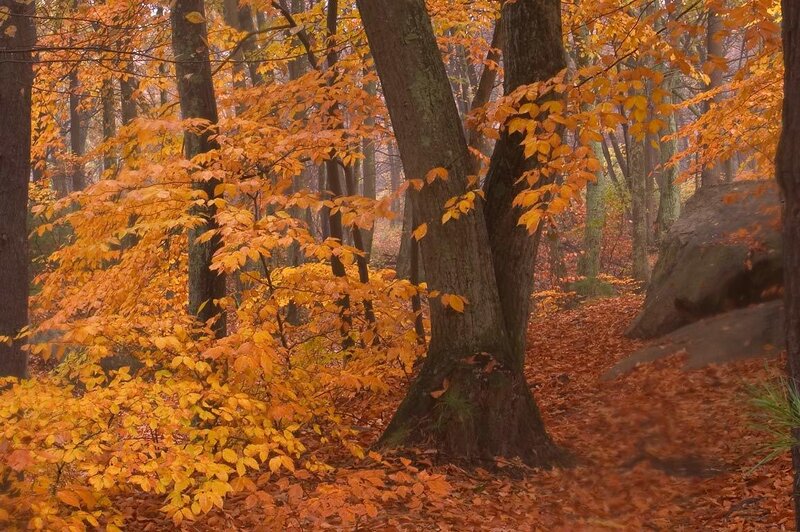 Autumn Forest with Fallen Leaves — Orange, Serene, Photograph, Trees, Rock