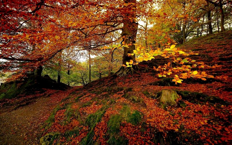 Autumn Forest with Fallen Leaves — Orange, Serene