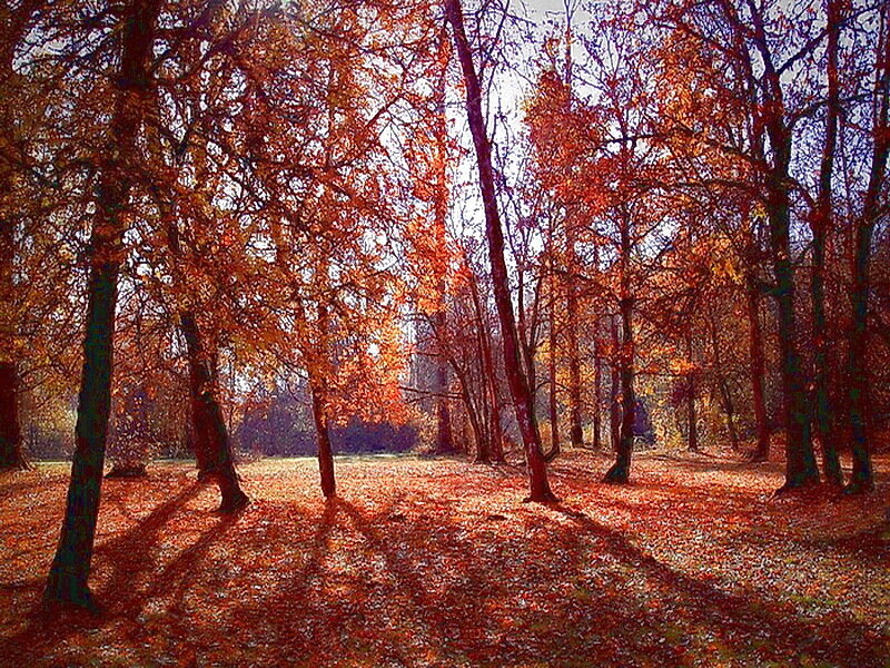Autumn Forest with Fallen Leaves — Orange