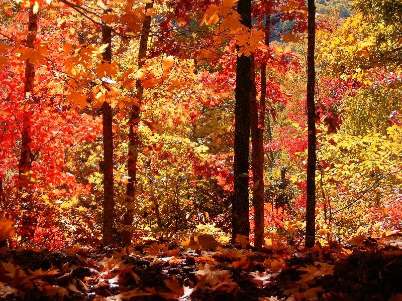 Autumn Forest with Fallen Leaves — Red, Serene, Photograph