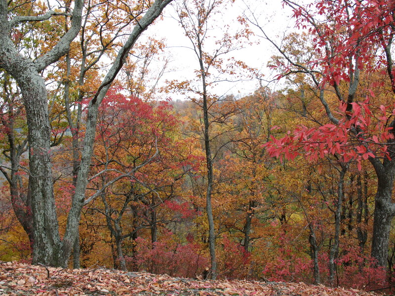 Autumn Forest with Fallen Leaves — Red, Serene, Photograph, Trees, Fallen Leaves