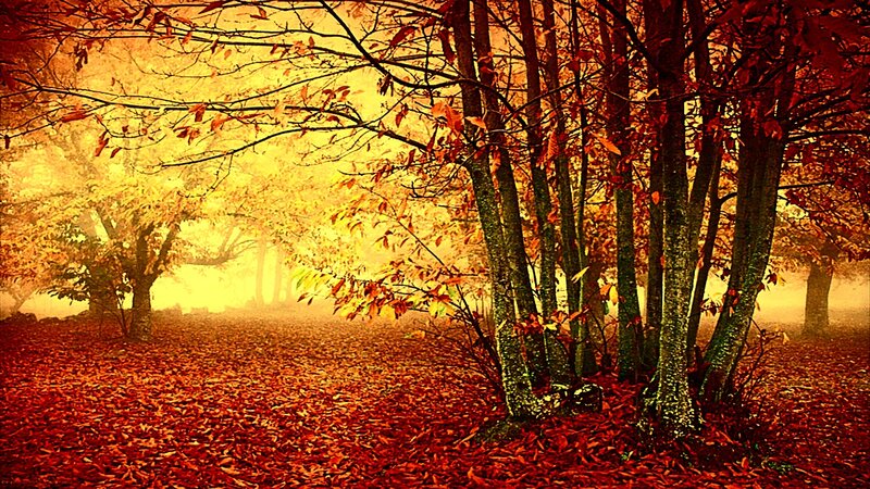 Autumn Forest with Fallen Leaves — Red, Serene, Photograph, Trees, Fog, Orange