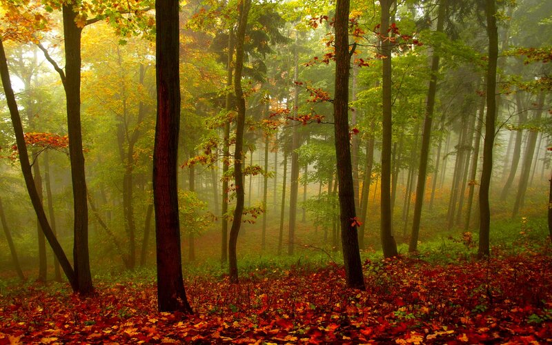 Autumn Forest with Fallen Leaves — Red, Serene, Photograph, Trees, Fog