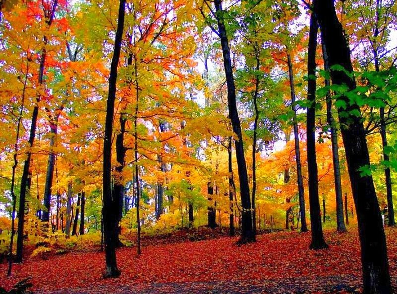 Autumn Forest with Fallen Leaves — Red