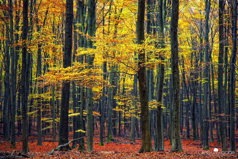 Autumn Forest with Fallen Leaves — Yellow, Serene, Photograph, Trees, Fallen Leaves, Sunlight