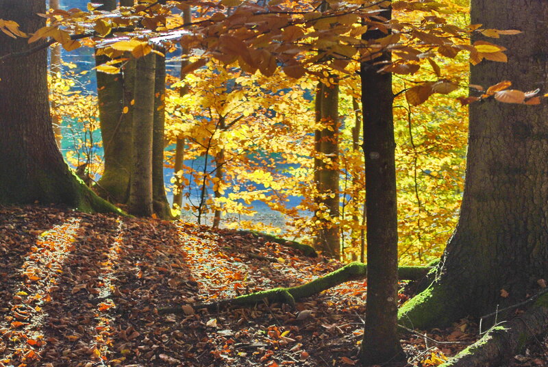 Autumn Forest with Fallen Leaves — Yellow, Serene, Photograph, Trees, Fallen Leaves
