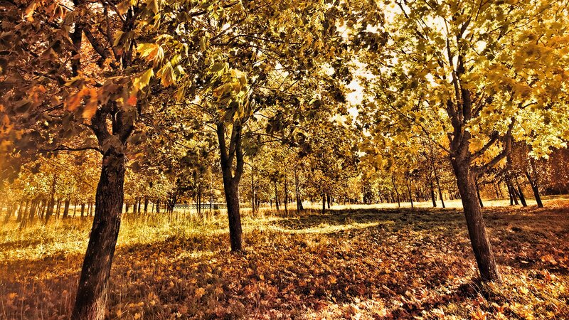 Autumn Forest with Fallen Leaves — Yellow, Serene, Photograph, Trees, Grass, Brown