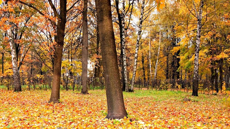 Autumn Forest with Fallen Leaves — Yellow, Serene, Photograph, Trees, Grass, Lamppost